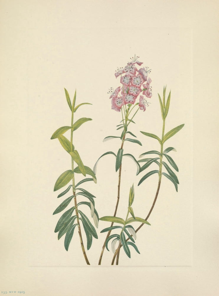 N American Wild Flowers 1925 Bog Kalmia Canvas Art - Mary V Walcott (18 x 24)