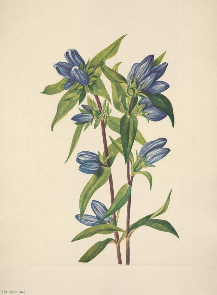 N American Wild Flowers 1925 Bottle Gentian Canvas Art - Mary V Walcott (18 x 24)