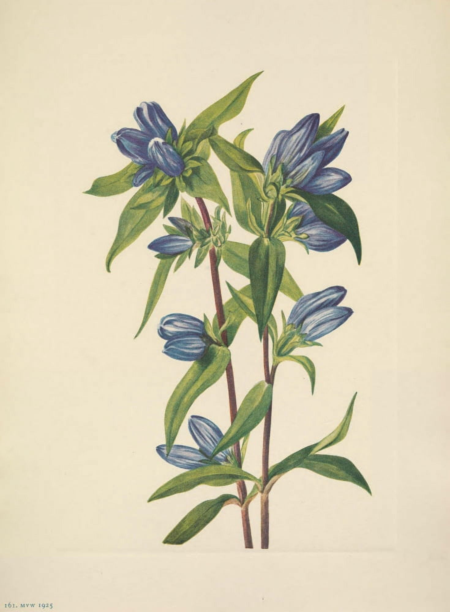 N American Wild Flowers 1925 Bottle Gentian Canvas Art - Mary V Walcott (24 x 36)