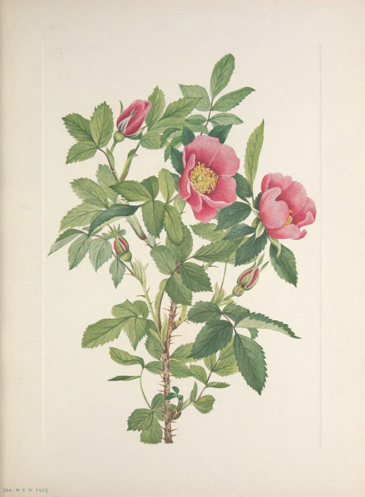 N American Wild Flowers 1925 Bourgeau Rose Canvas Art - Mary V Walcott (18 x 24)