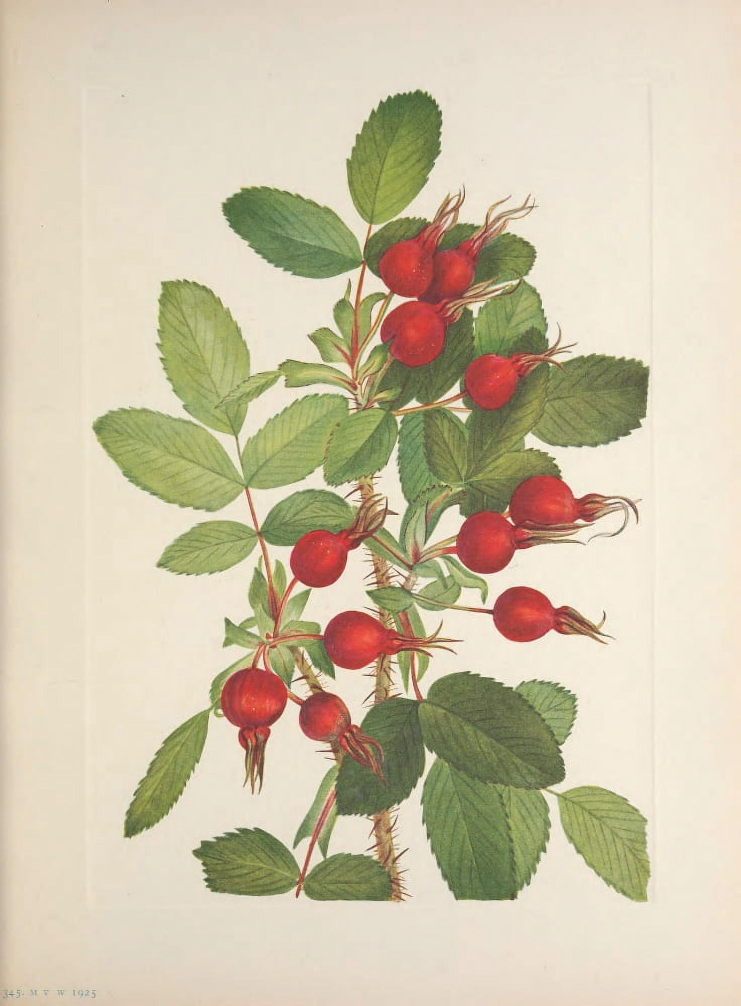 N American Wild Flowers 1925 Bourgeau Rosehips Canvas Art - Mary V Walcott (24 x 36)