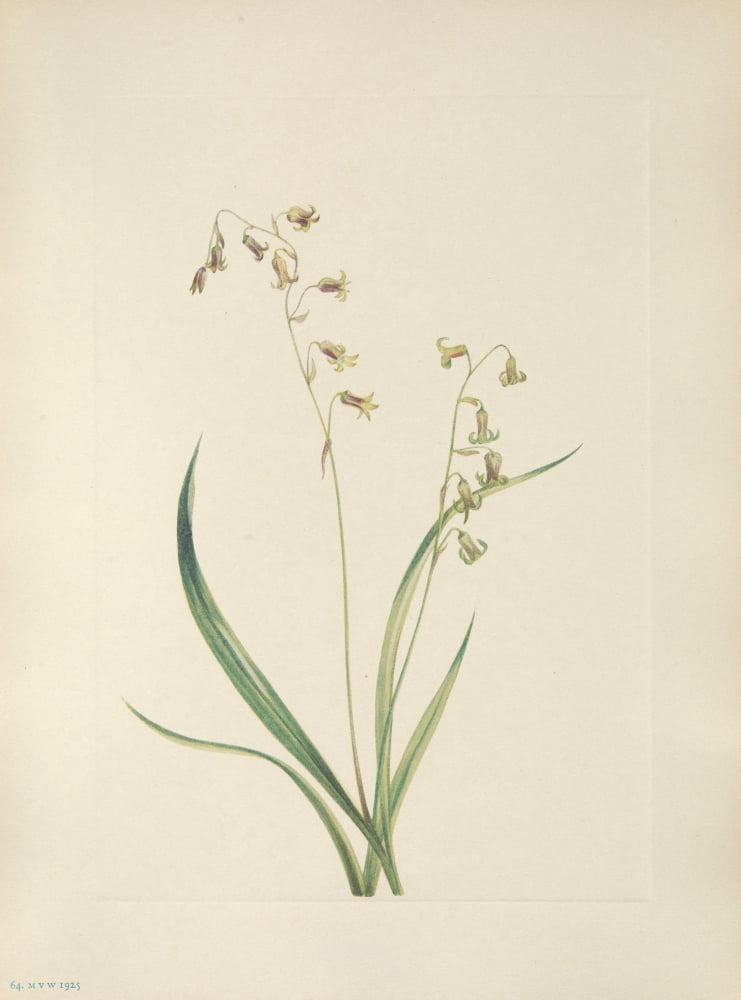 N American Wild Flowers 1925 Bronzebells Canvas Art - Mary V Walcott (24 x 36)