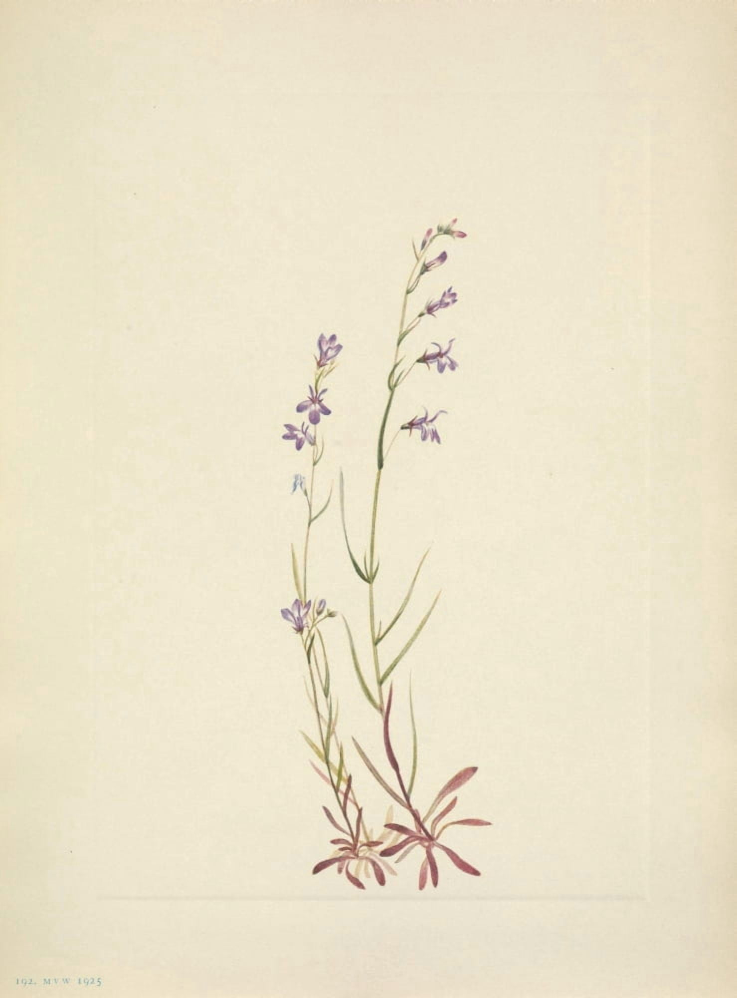 N American Wild Flowers 1925 Brook Lobelia Canvas Art - Mary V Walcott (24 x 36)