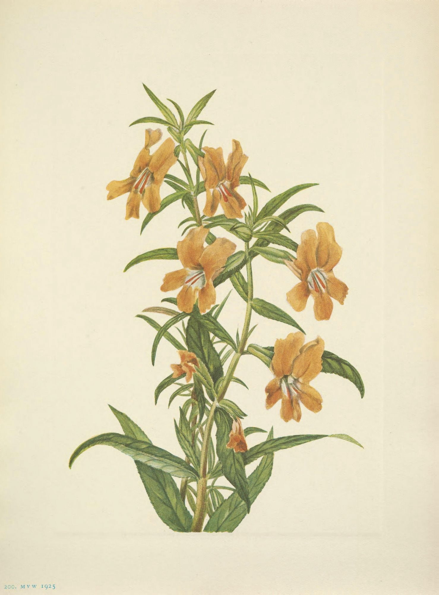 N American Wild Flowers 1925 Buff Monkeyflower Canvas Art - Mary V Walcott (18 x 24)
