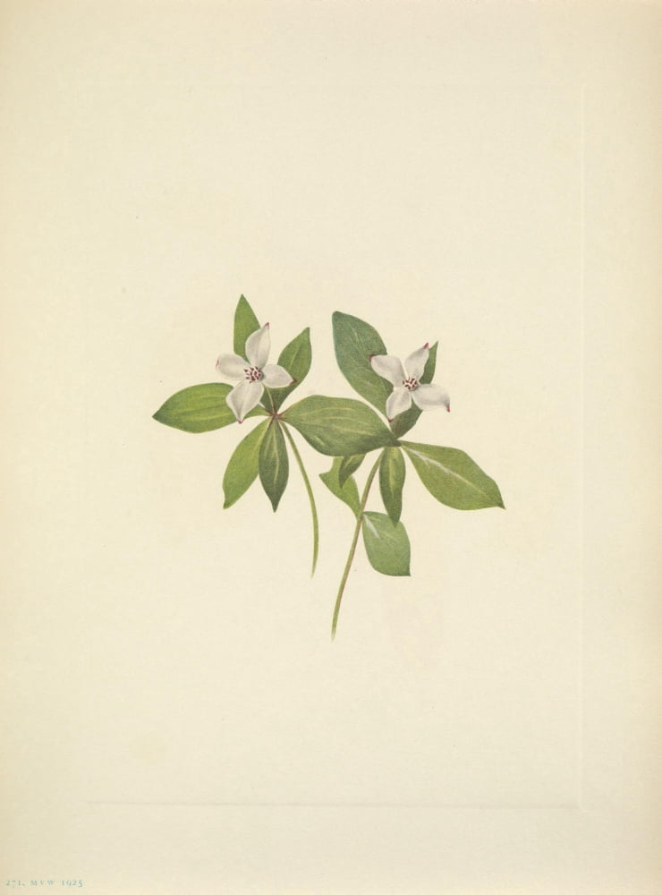 N American Wild Flowers 1925 Bunchberry flower Canvas Art - Mary V Walcott (24 x 36)
