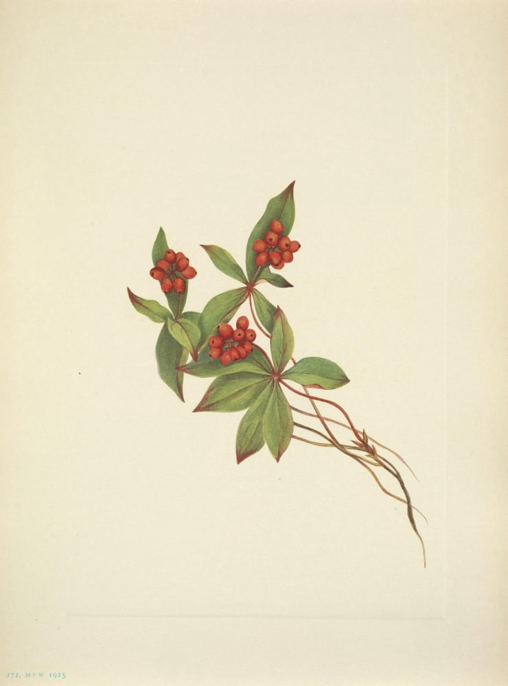 N American Wild Flowers 1925 Bunchberry fruit Canvas Art - Mary V Walcott (18 x 24)