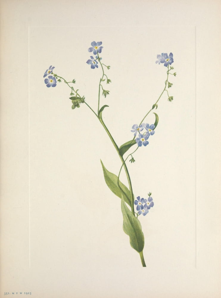 N American Wild Flowers 1925 Bur-forget-me-not Canvas Art - Mary V Walcott (18 x 24)