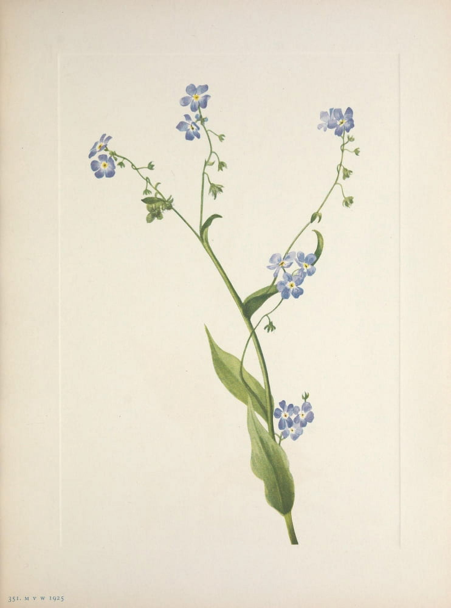 N American Wild Flowers 1925 Bur-forget-me-not Canvas Art - Mary V Walcott (24 x 36)