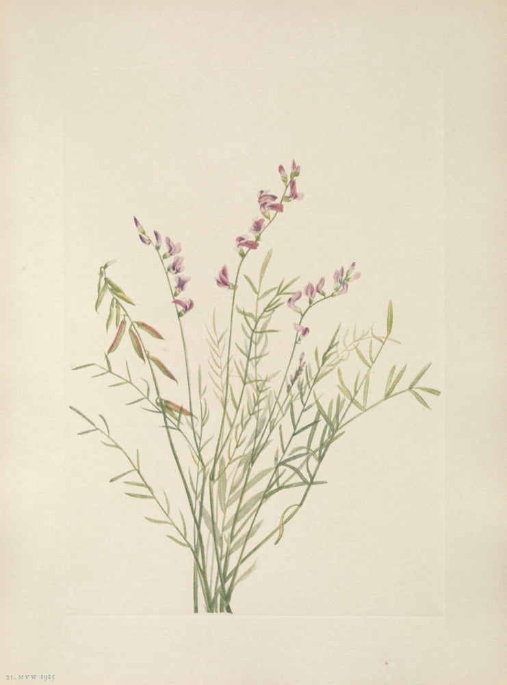 N American Wild Flowers 1925 Burgess Milkvetch Canvas Art - Mary V Walcott (18 x 24)