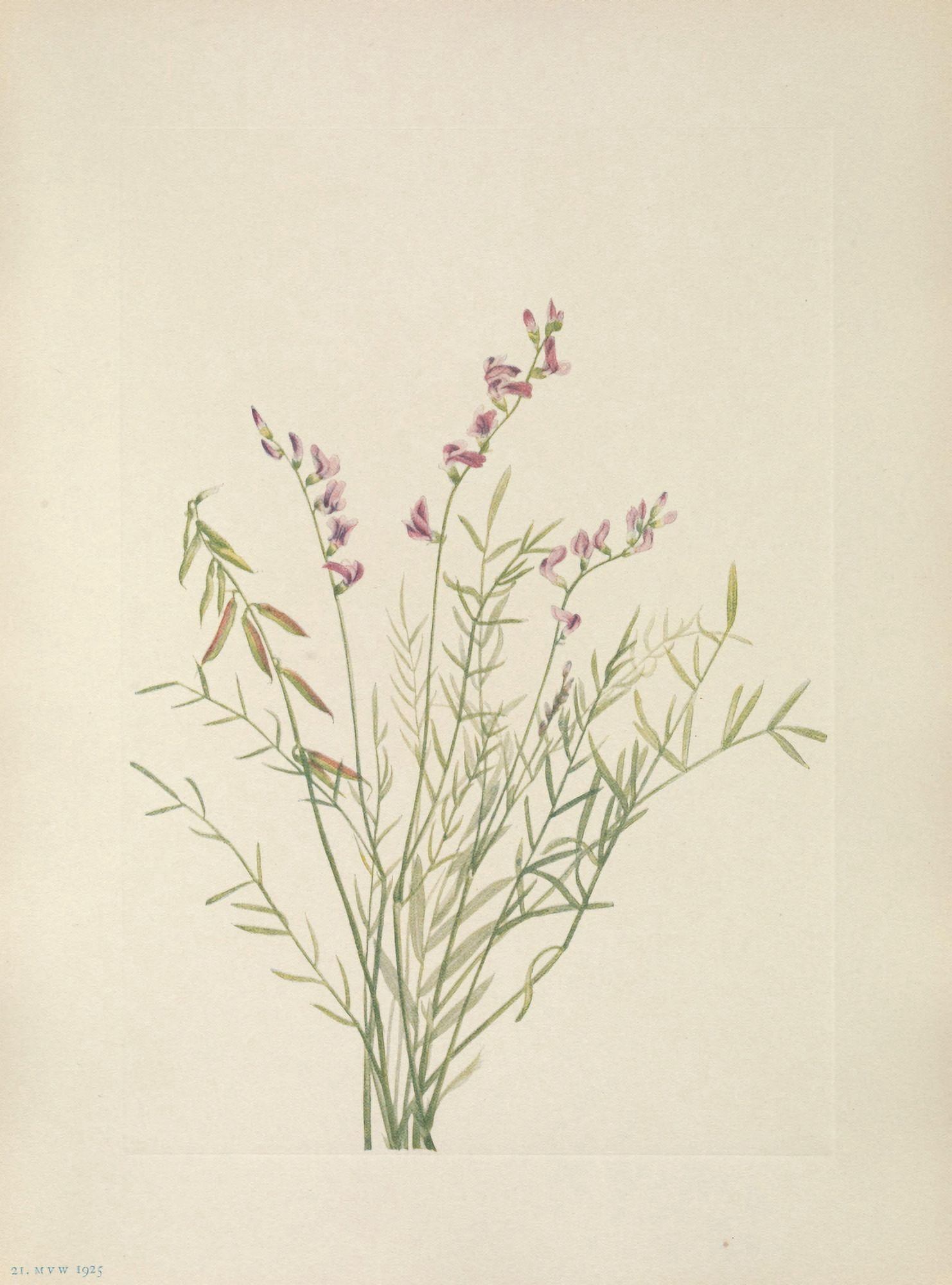 N American Wild Flowers 1925 Burgess Milkvetch Canvas Art - Mary V Walcott (24 x 36)
