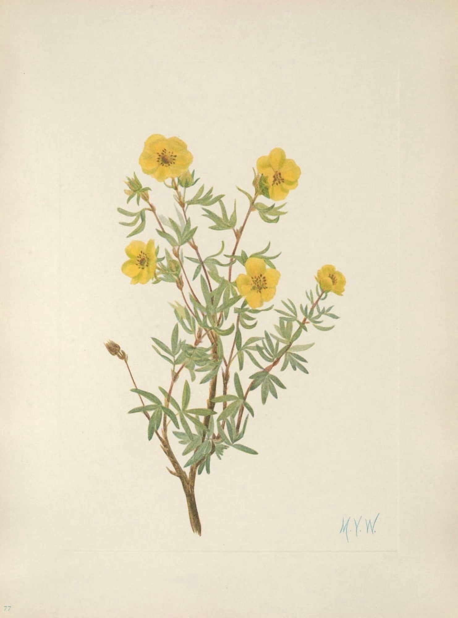 N American Wild Flowers 1925 Bush Cinquefoil Canvas Art - Mary V Walcott (18 x 24)