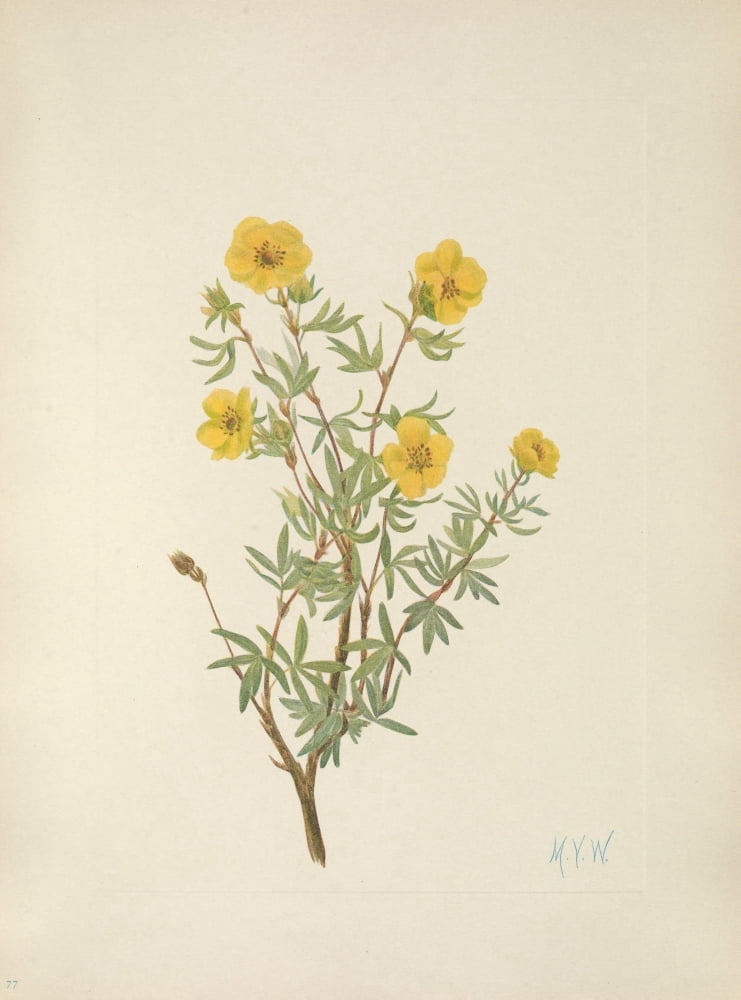 N American Wild Flowers 1925 Bush Cinquefoil Canvas Art - Mary V Walcott (24 x 36)