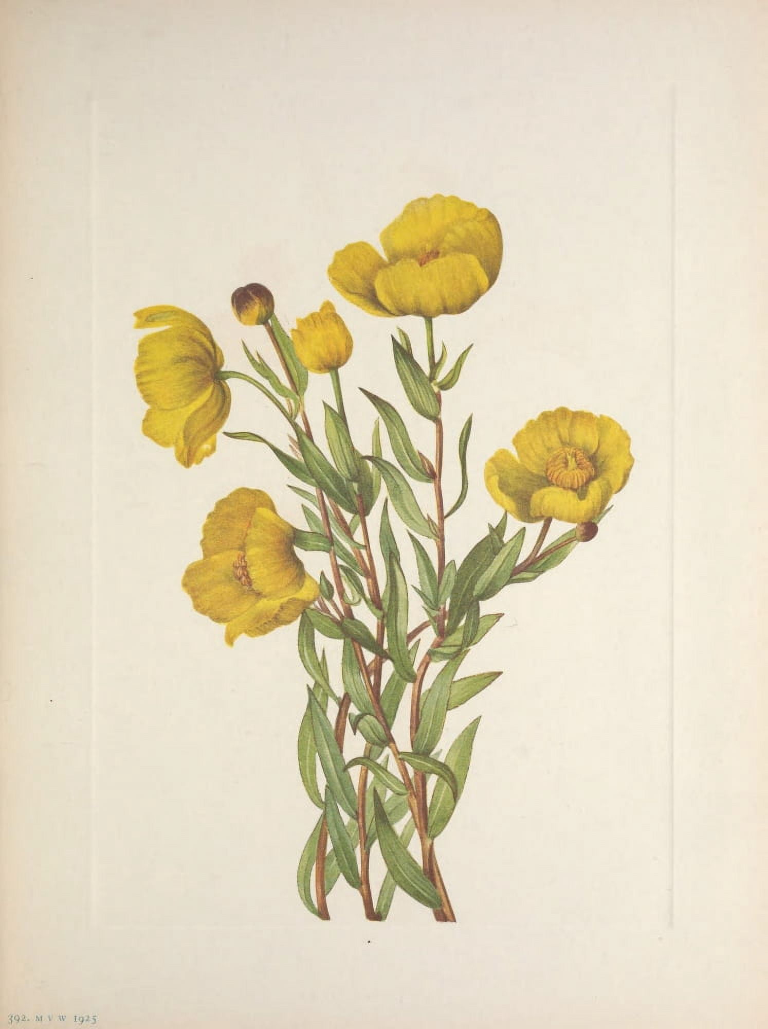 N American Wild Flowers 1925 Bushpoppy Canvas Art - Mary V Walcott (24 x 36)