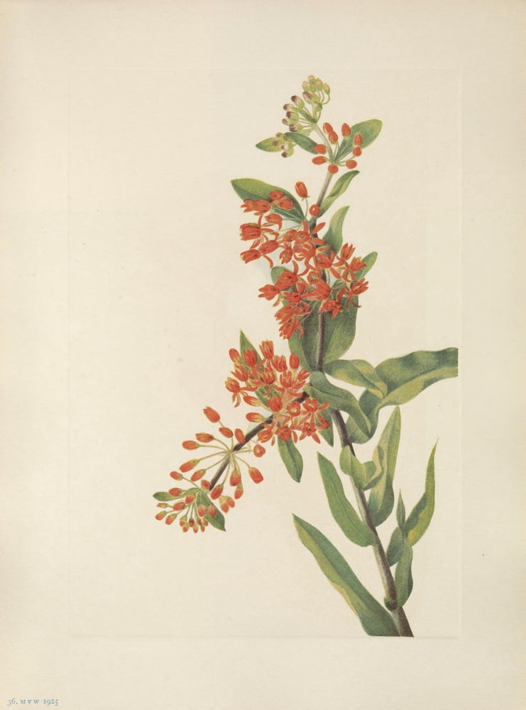 N American Wild Flowers 1925 Butterflyweed Canvas Art - Mary V Walcott (24 x 36)