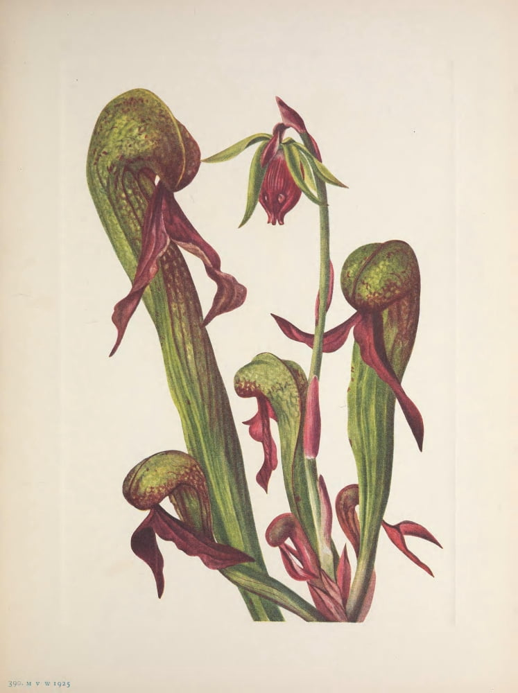 N American Wild Flowers 1925 California Pitcherplant Canvas Art - Mary V Walcott (24 x 36)