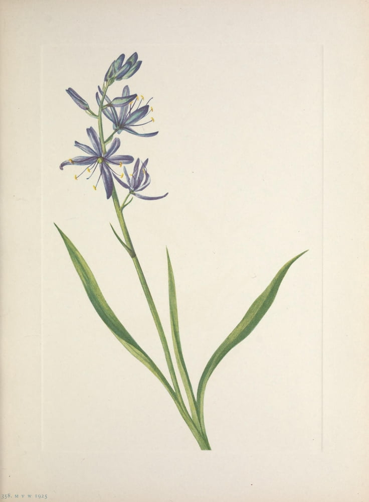 N American Wild Flowers 1925 Camas Canvas Art - Mary V Walcott (18 x 24)