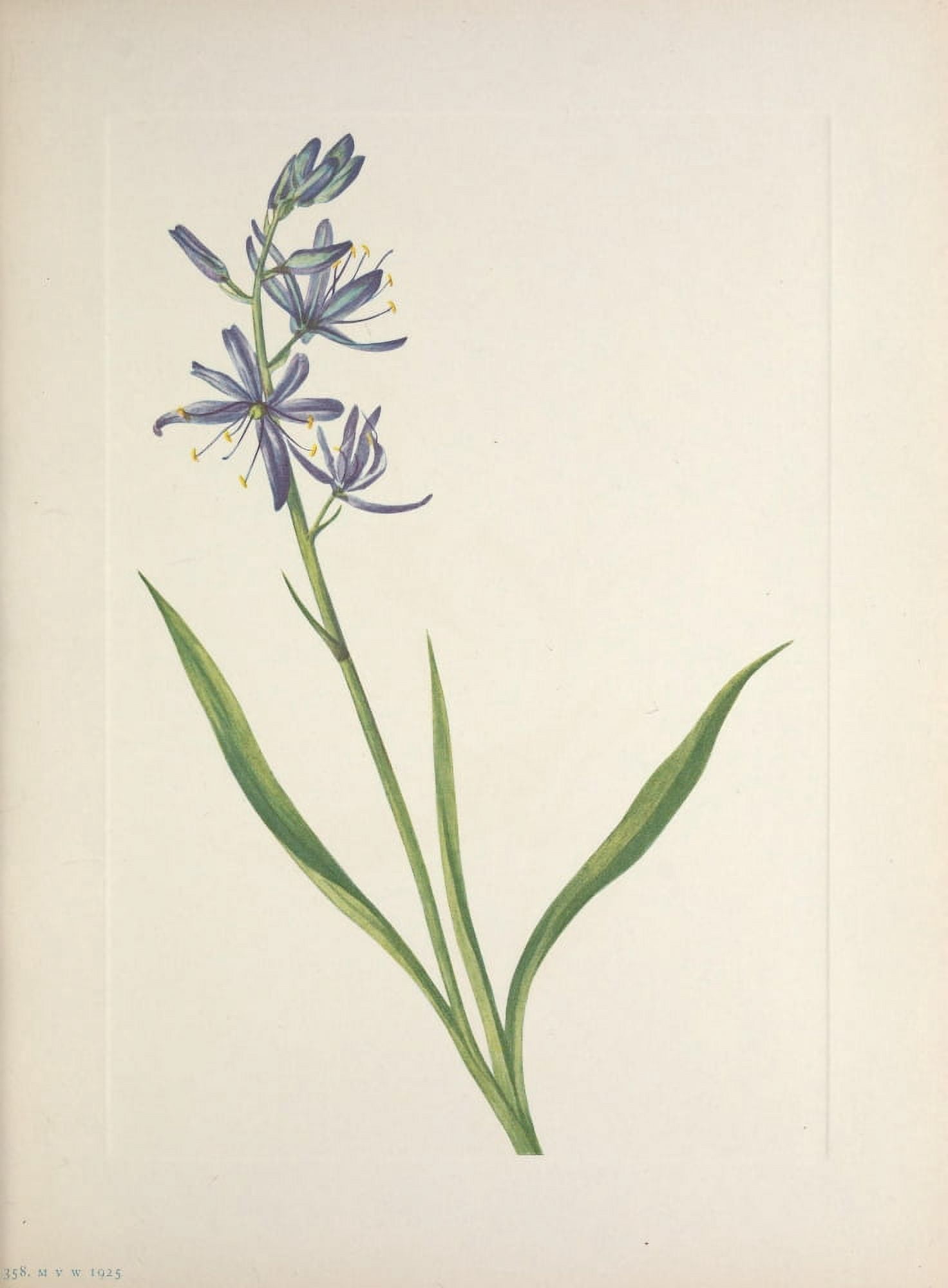 N American Wild Flowers 1925 Camas Canvas Art - Mary V Walcott (24 x 36)