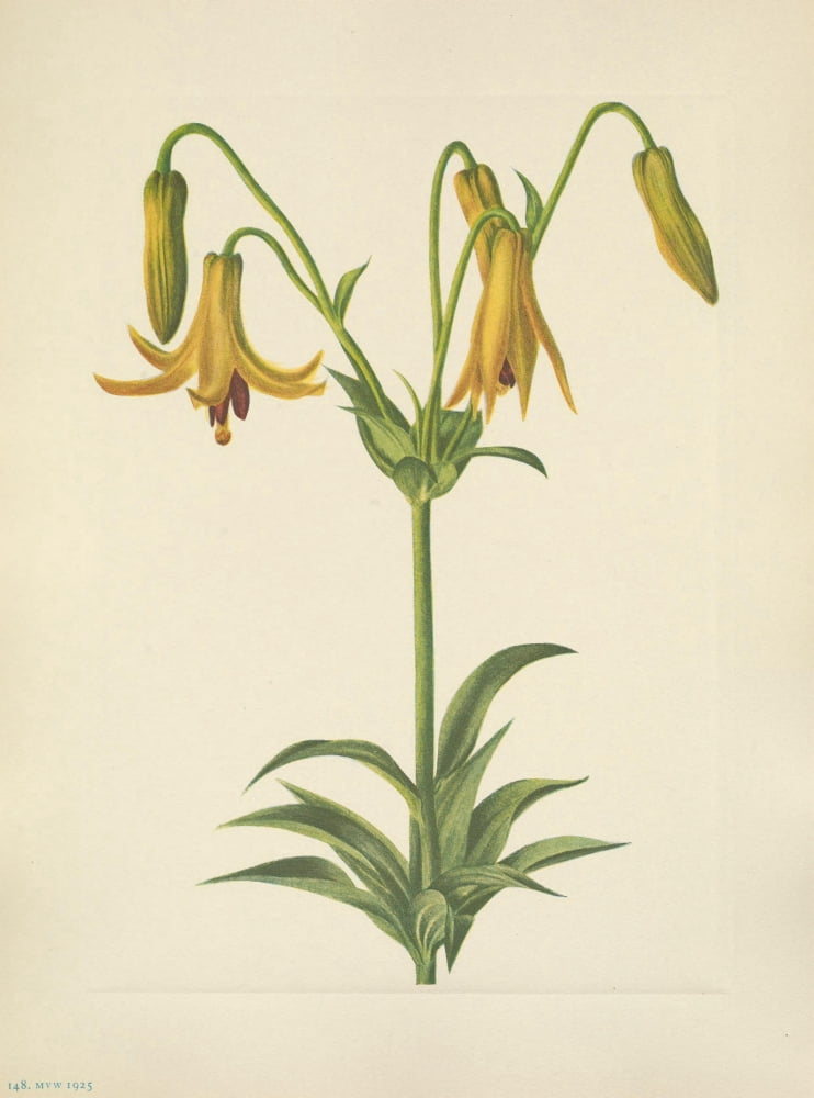N American Wild Flowers 1925 Canada Lily Canvas Art - Mary V Walcott (18 x 24)