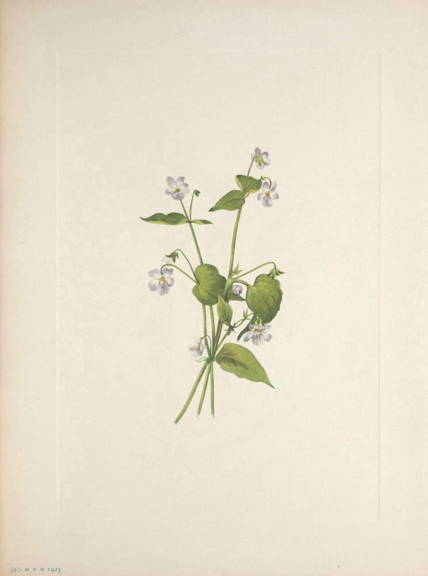 N American Wild Flowers 1925 Canada Violet Canvas Art - Mary V Walcott (18 x 24)