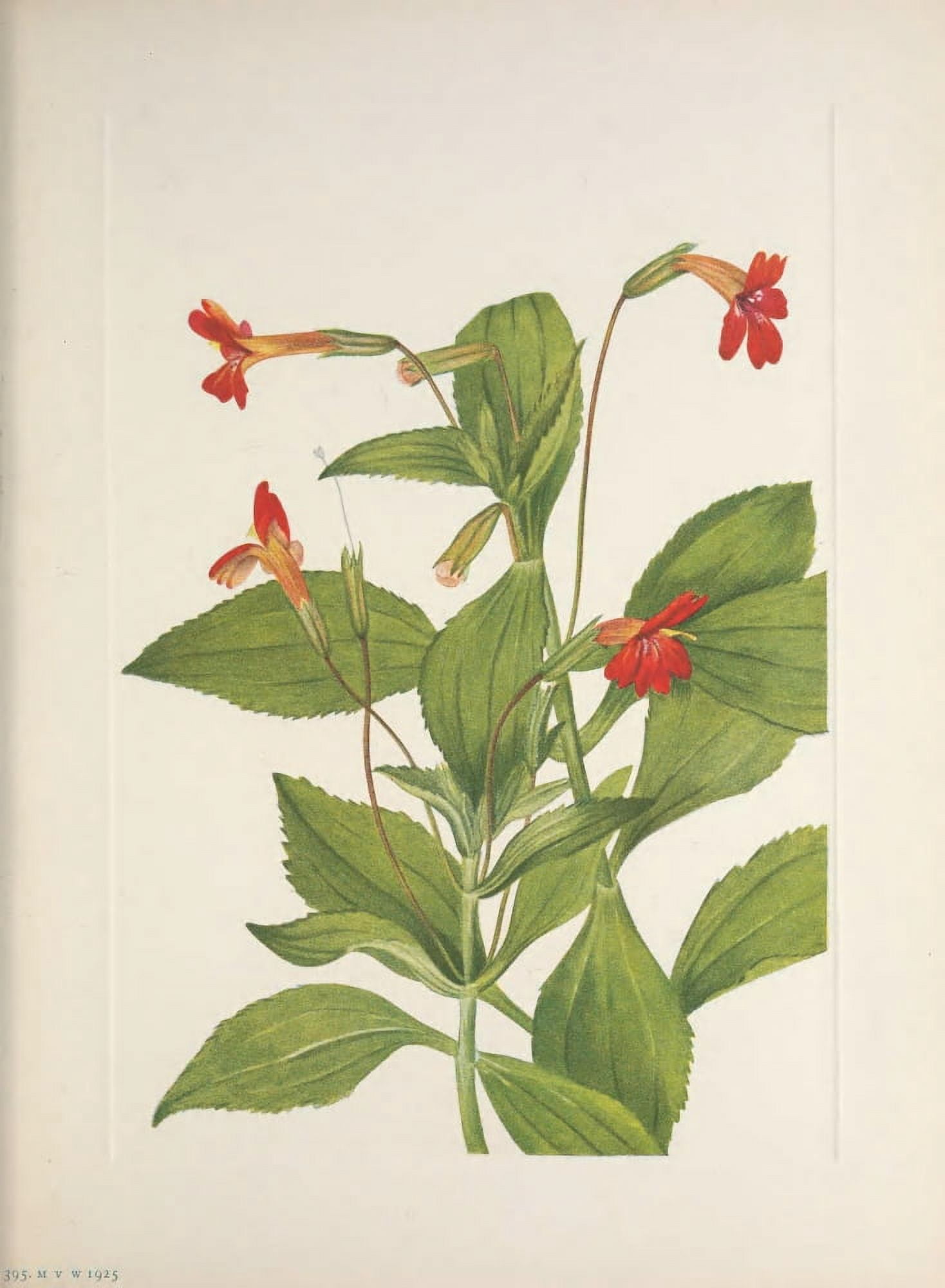 N American Wild Flowers 1925 Cardinal Monkeyflower Canvas Art - Mary V Walcott (18 x 24)