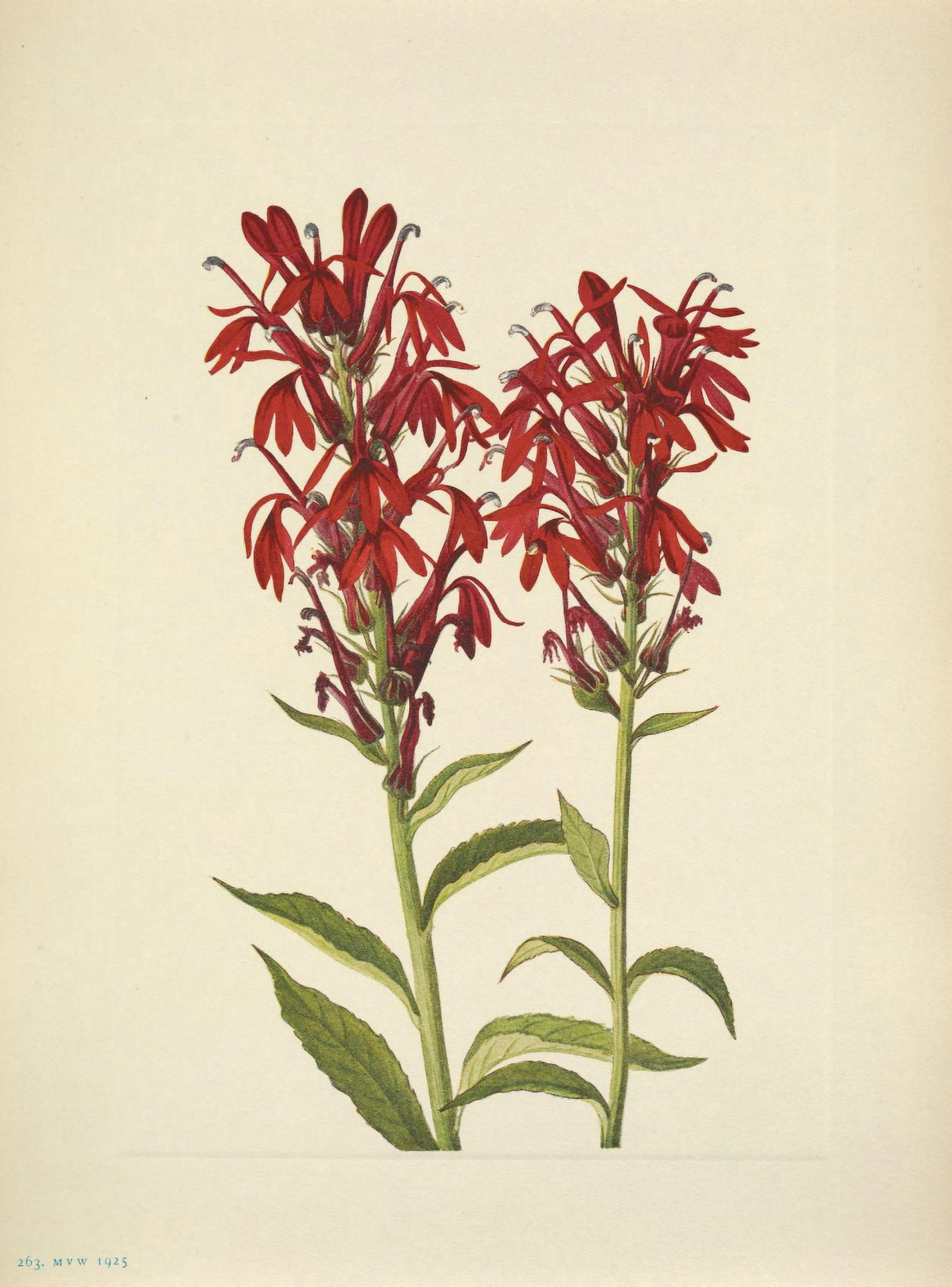 N American Wild Flowers 1925 Cardinalflower Canvas Art - Mary V Walcott (24 x 36)