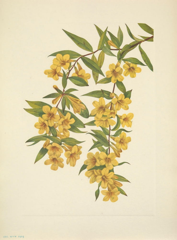 N American Wild Flowers 1925 Carolina Jessamine Canvas Art - Mary V Walcott (18 x 24)