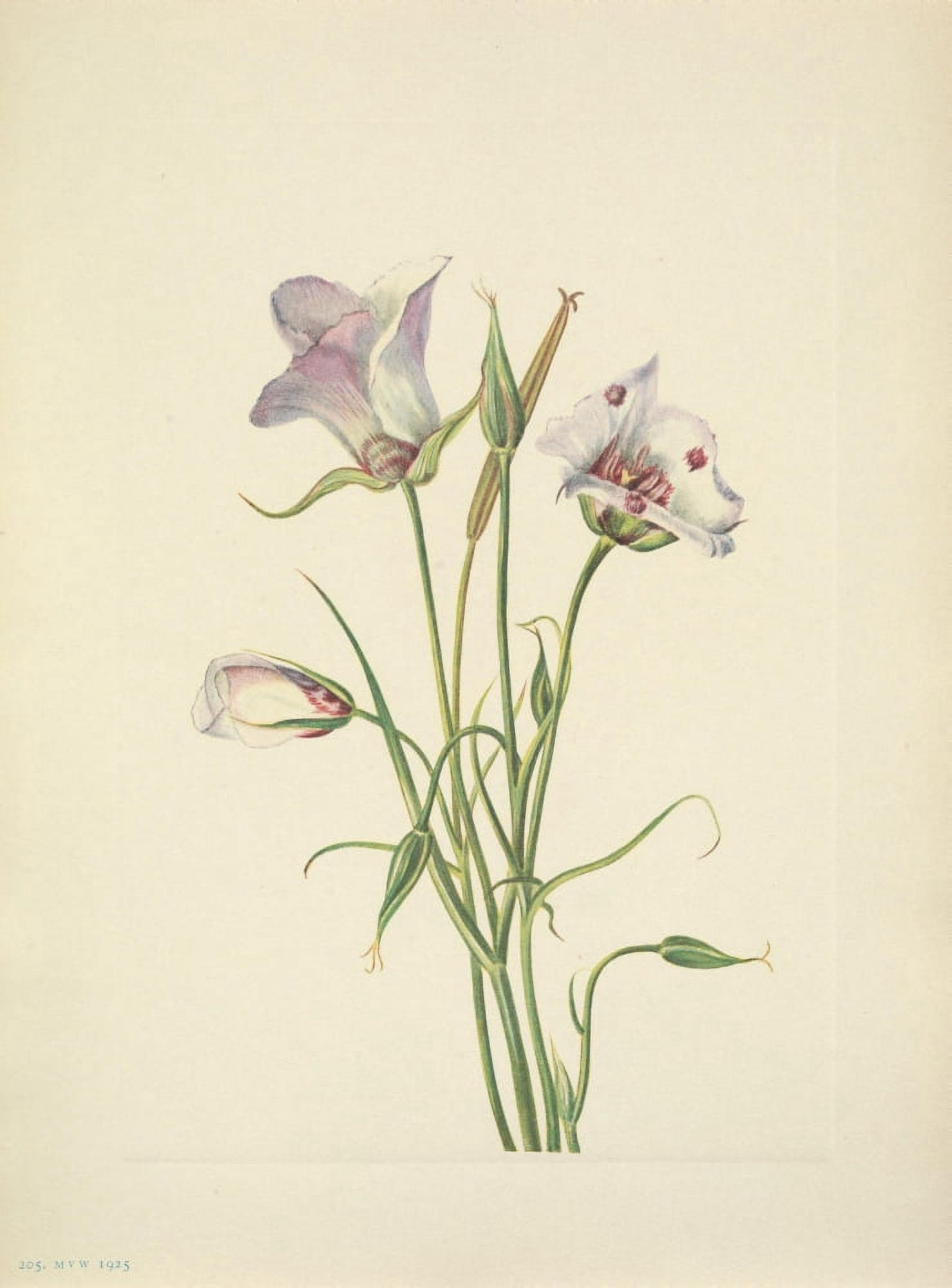 N American Wild Flowers 1925 Catalina Mariposa Canvas Art - Mary V Walcott (24 x 36)