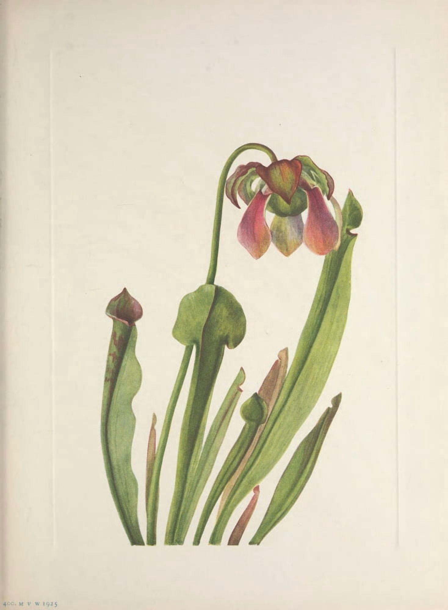 N American Wild Flowers 1925 Catesby Pitcherplant Canvas Art - Mary V Walcott (24 x 36)