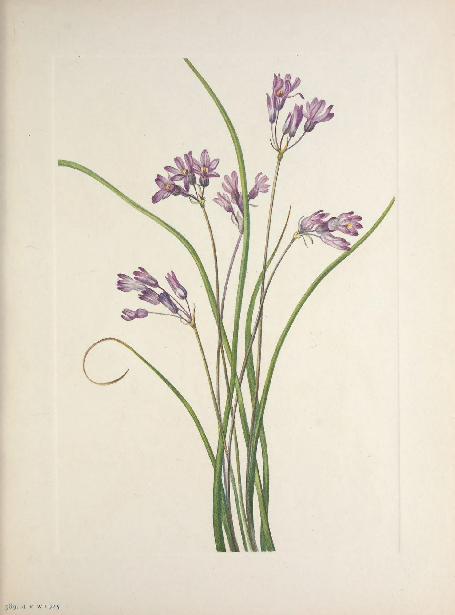 N American Wild Flowers 1925 Clusterlily Canvas Art - Mary V Walcott (24 x 36)