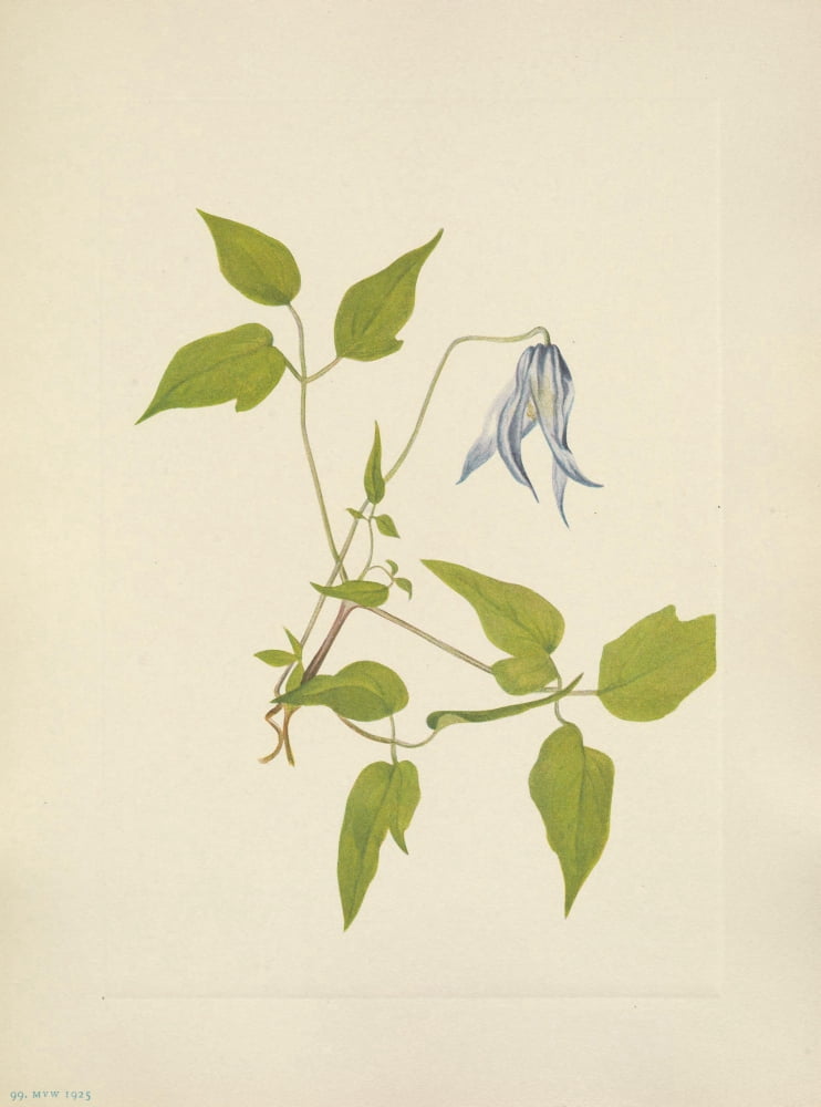 N American Wild Flowers 1925 Columbia Clematis flower Canvas Art - Mary V Walcott (18 x 24)