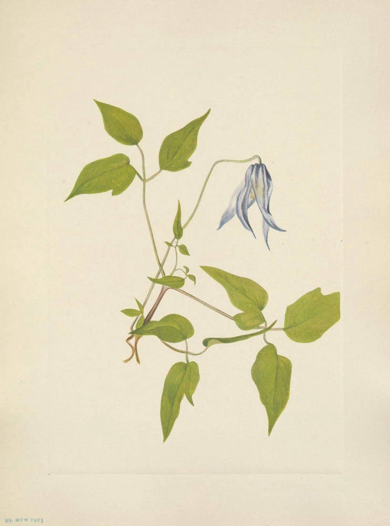 N American Wild Flowers 1925 Columbia Clematis flower Canvas Art - Mary V Walcott (24 x 36)