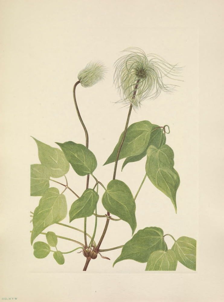 N American Wild Flowers 1925 Columbia Clematis fruit Canvas Art - Mary V Walcott (18 x 24)