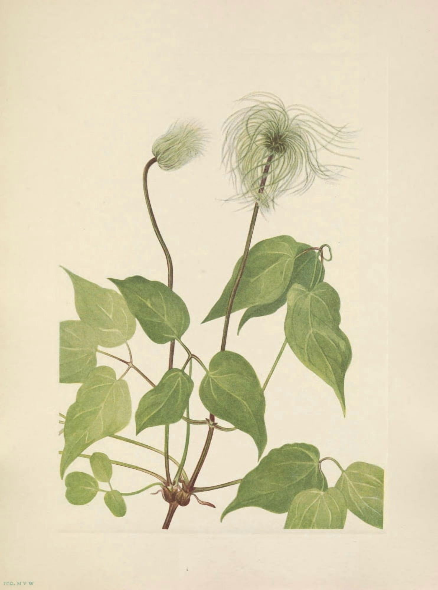 N American Wild Flowers 1925 Columbia Clematis fruit Canvas Art - Mary V Walcott (24 x 36)