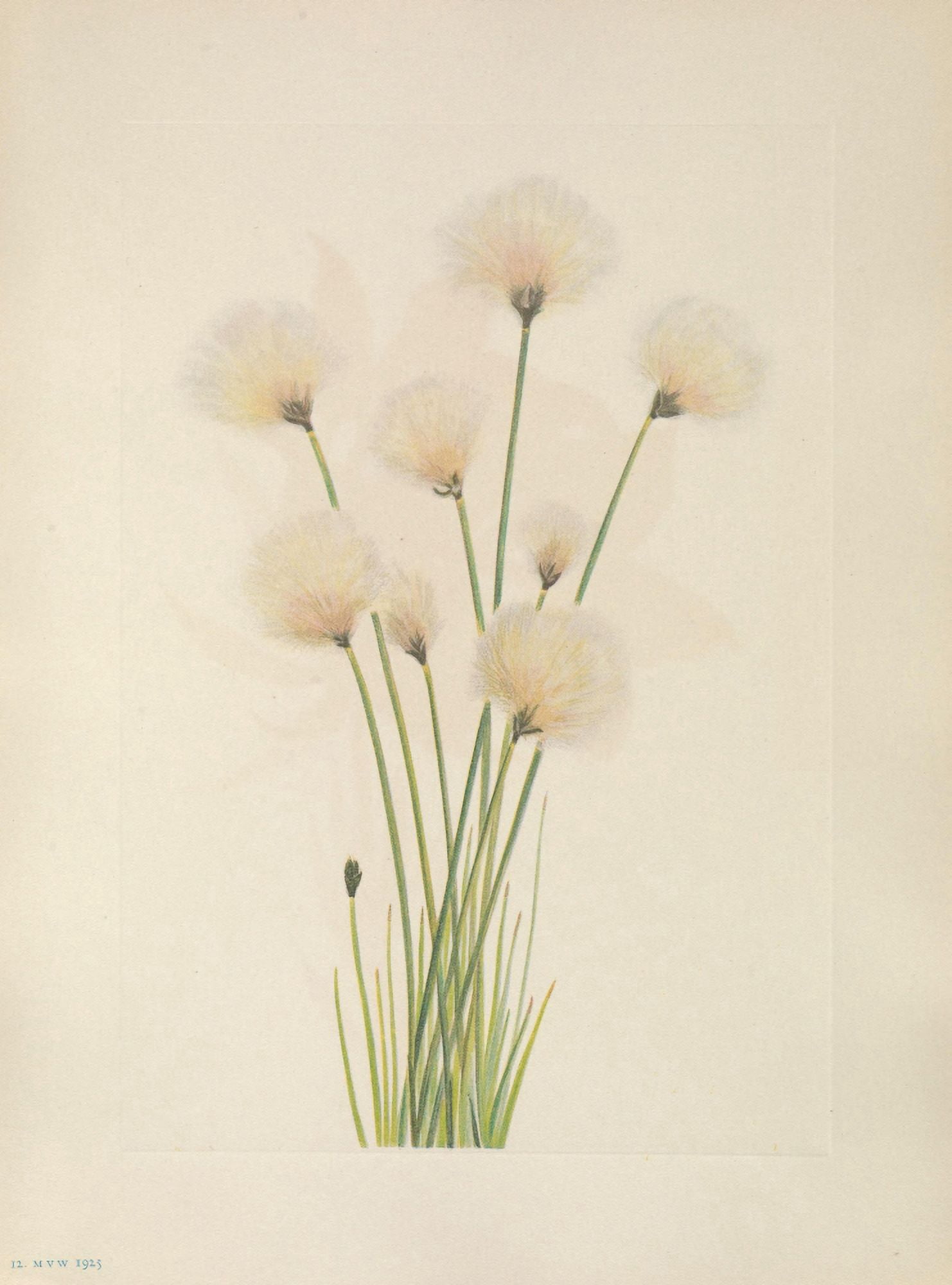 N American Wild Flowers 1925 Cottongrass Canvas Art - Mary V Walcott (24 x 36)