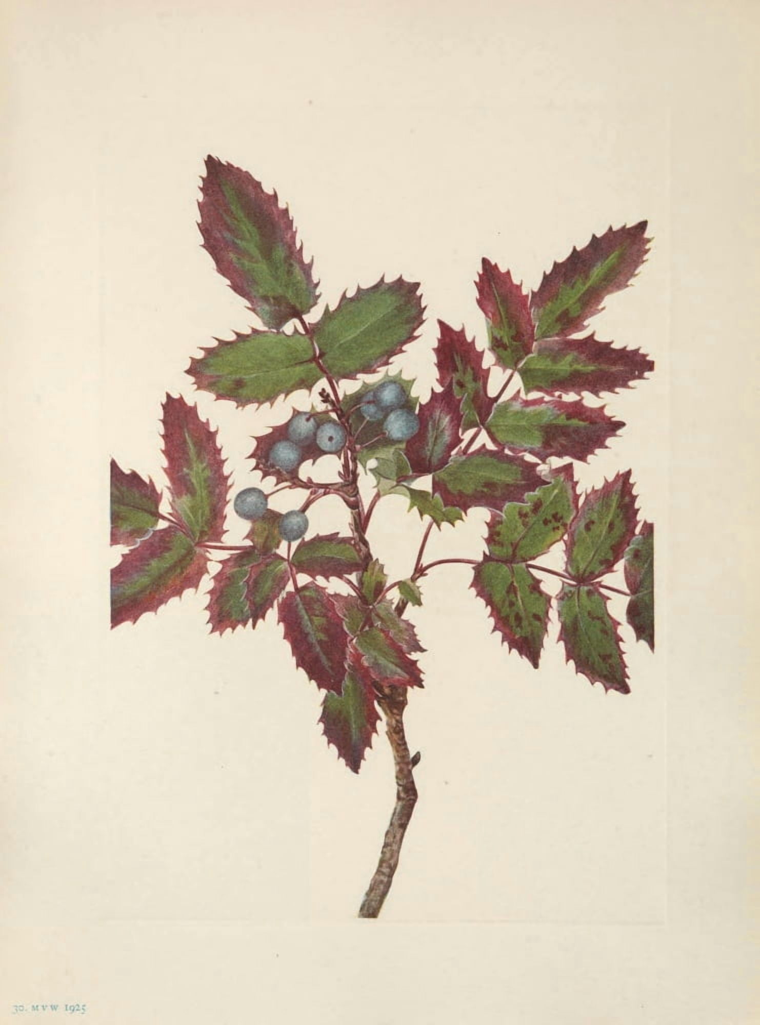 N American Wild Flowers 1925 Creeping Hollygrape Canvas Art - Mary V Walcott (24 x 36)