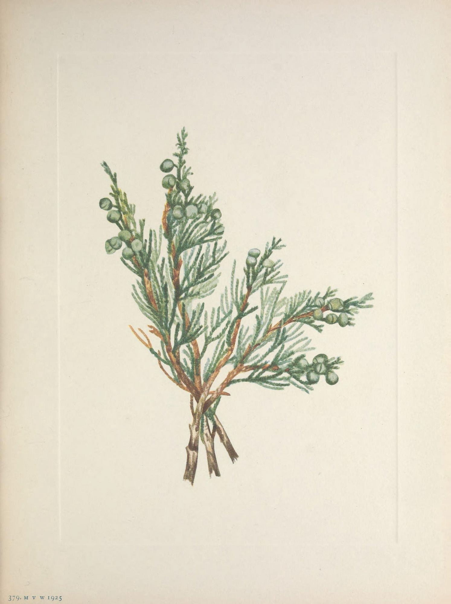 N American Wild Flowers 1925 Creeping Juniper Canvas Art - Mary V Walcott (24 x 36)