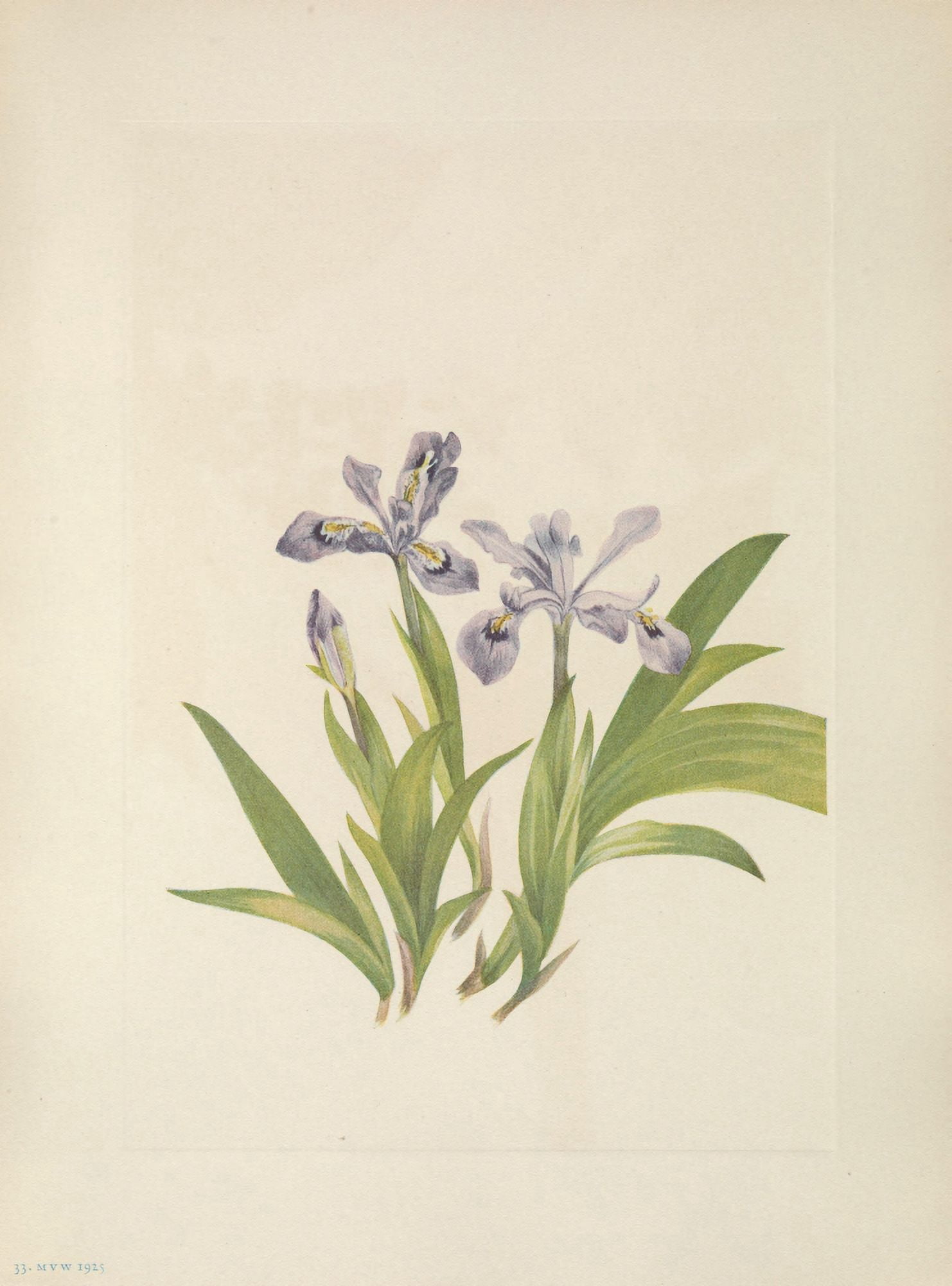 N American Wild Flowers 1925 Crested Iris Canvas Art - Mary V Walcott (24 x 36)