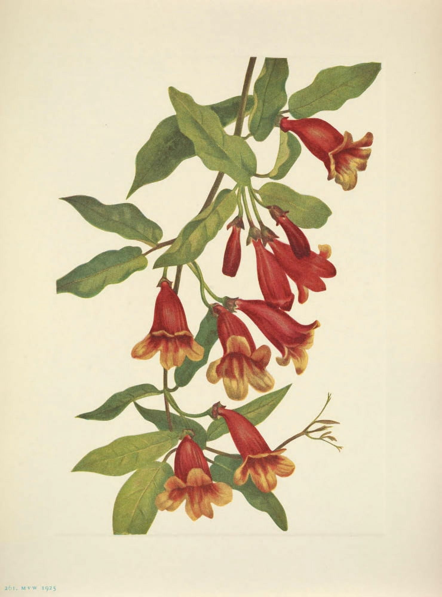 N American Wild Flowers 1925 Crossvine Canvas Art - Mary V Walcott (24 x 36)