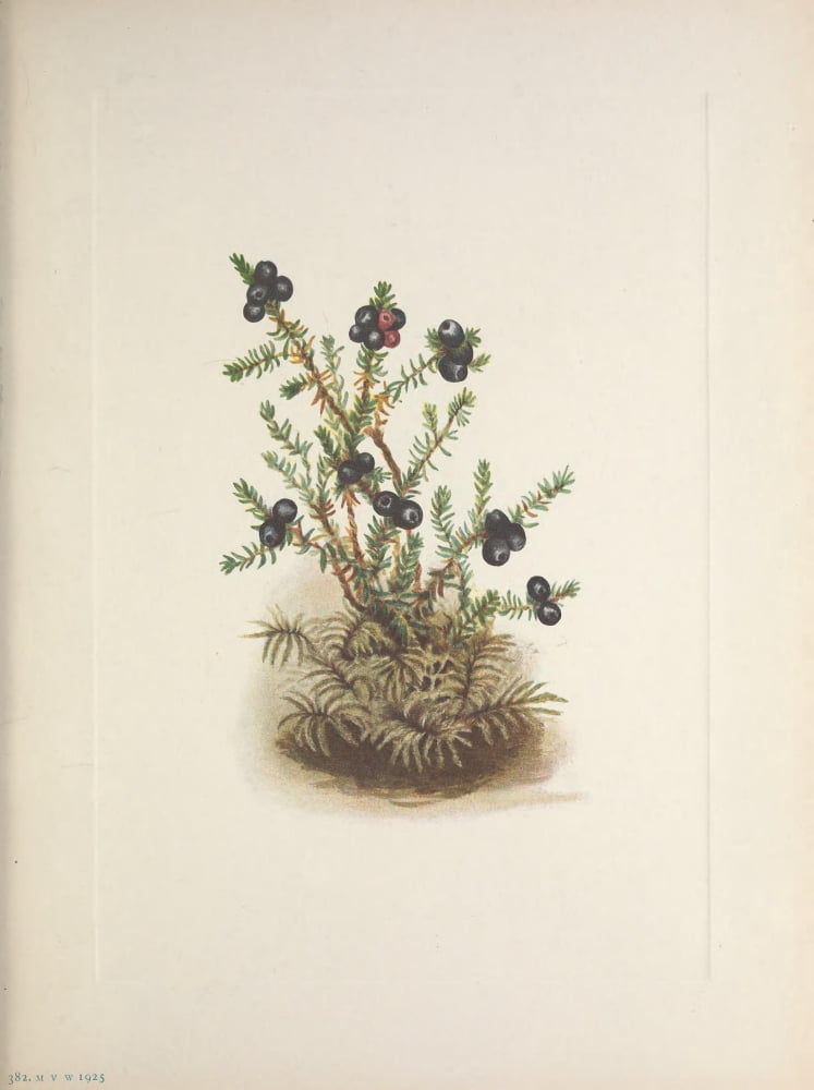 N American Wild Flowers 1925 Crowberry Canvas Art - Mary V Walcott (24 x 36)