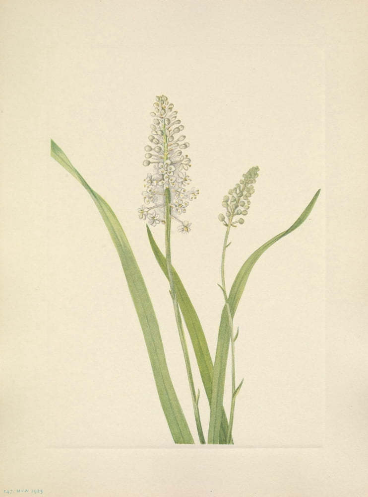 N American Wild Flowers 1925 Crowpoison Canvas Art - Mary V Walcott (24 x 36)