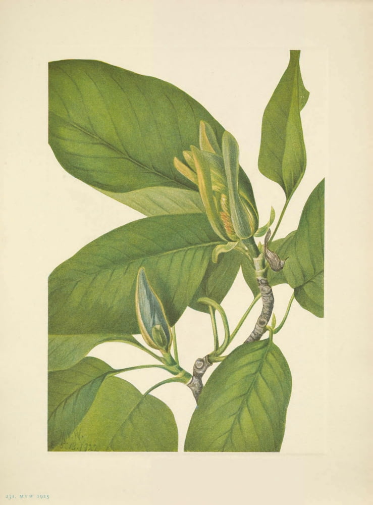 N American Wild Flowers 1925 Cucumbertree Canvas Art - Mary V Walcott (24 x 36)