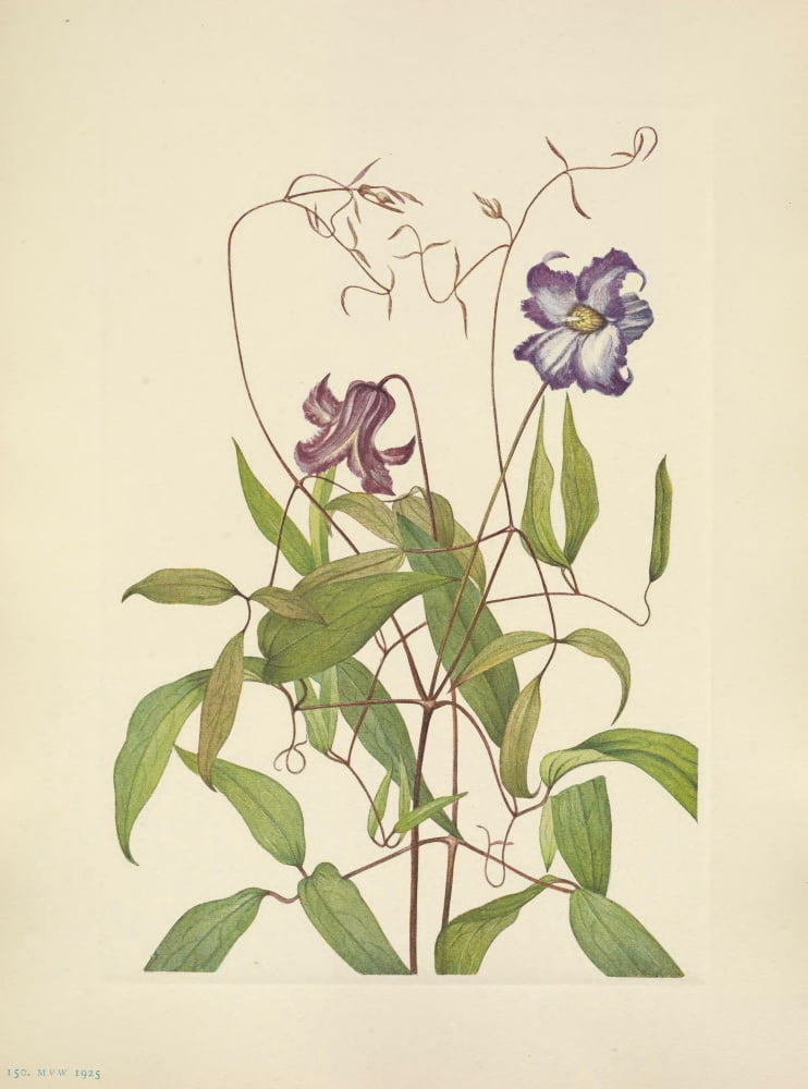 N American Wild Flowers 1925 Curly Clematis Canvas Art - Mary V Walcott (24 x 36)