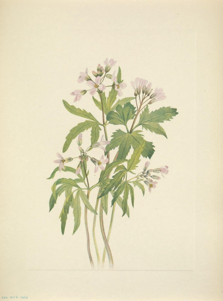 N American Wild Flowers 1925 Cut Toothwort Canvas Art - Mary V Walcott (24 x 36)