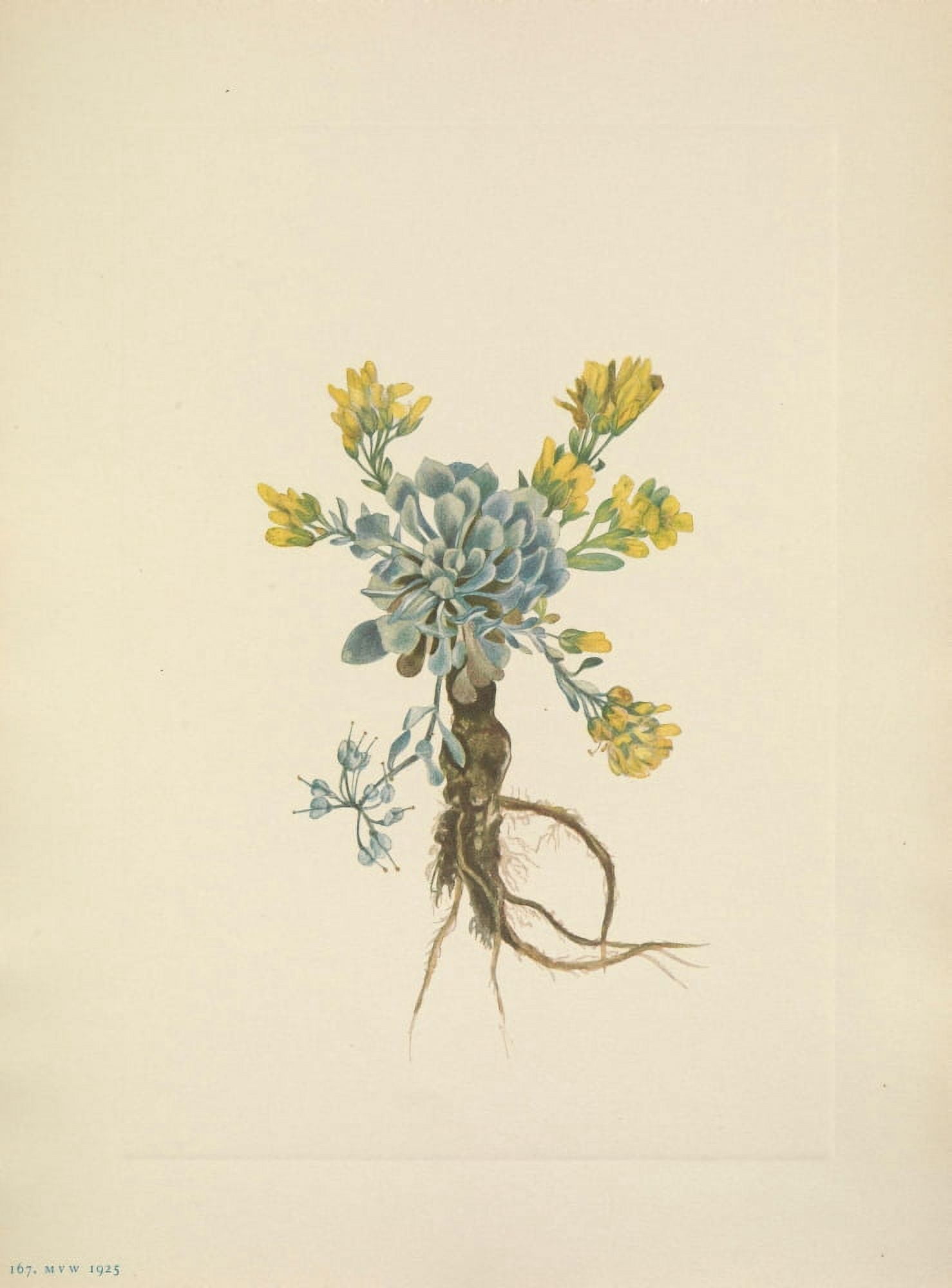 N American Wild Flowers 1925 Double Bladderpod flower Canvas Art - Mary V Walcott (18 x 24)