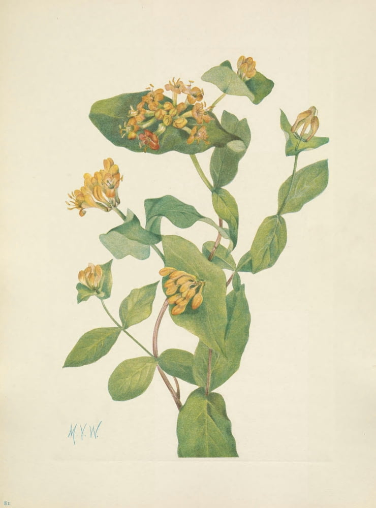N American Wild Flowers 1925 Douglas Honeysuckle flower Canvas Art - Mary V Walcott (24 x 36)