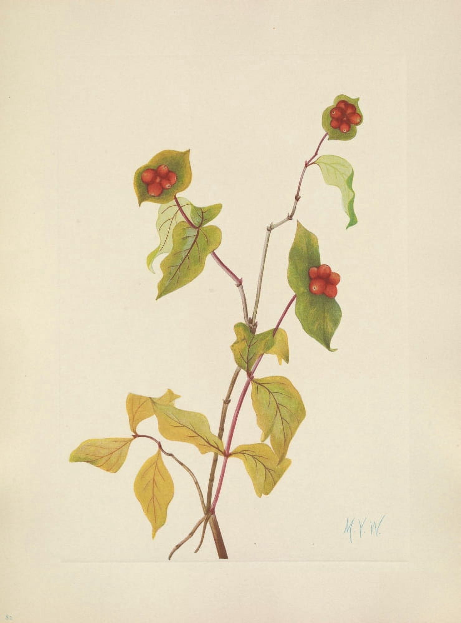 N American Wild Flowers 1925 Douglas Honeysuckle fruit Canvas Art - Mary V Walcott (24 x 36)