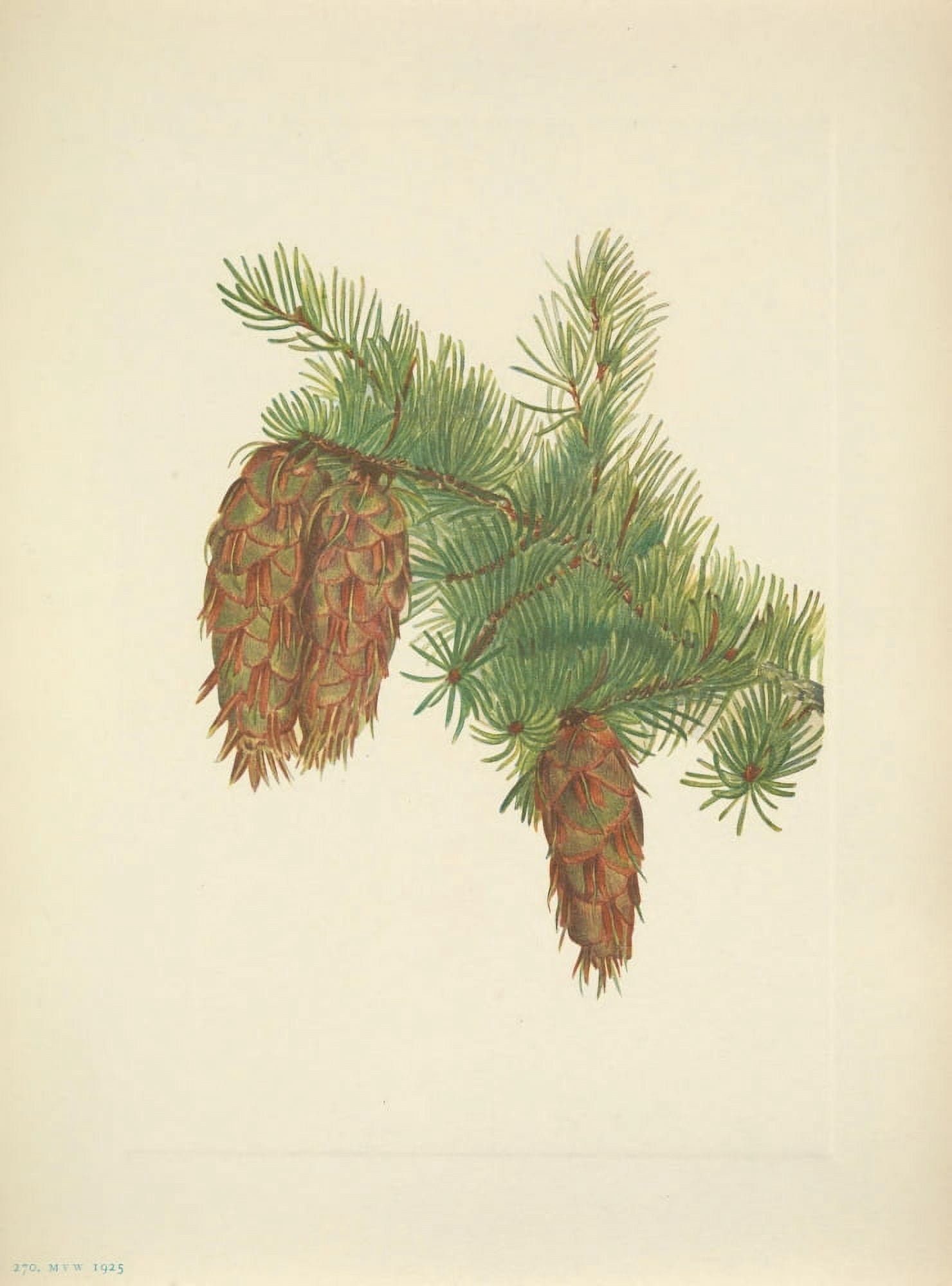 N American Wild Flowers 1925 Douglas fir Canvas Art - Mary V Walcott (18 x 24)