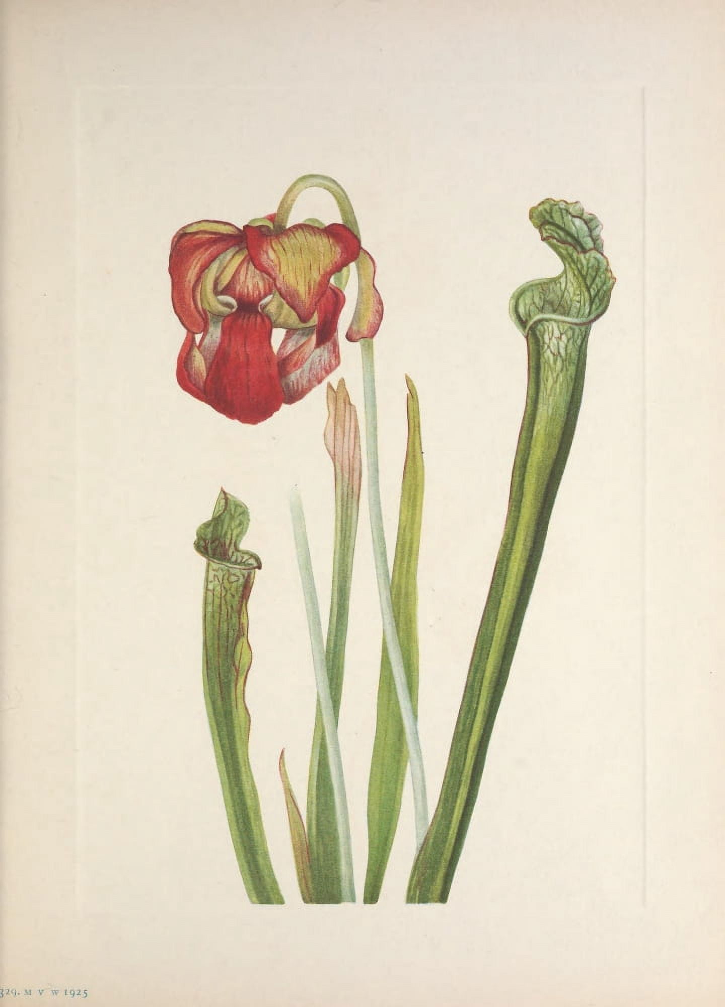 N American Wild Flowers 1925 Drummond Pitcher-plant Canvas Art - Mary V Walcott (24 x 36)