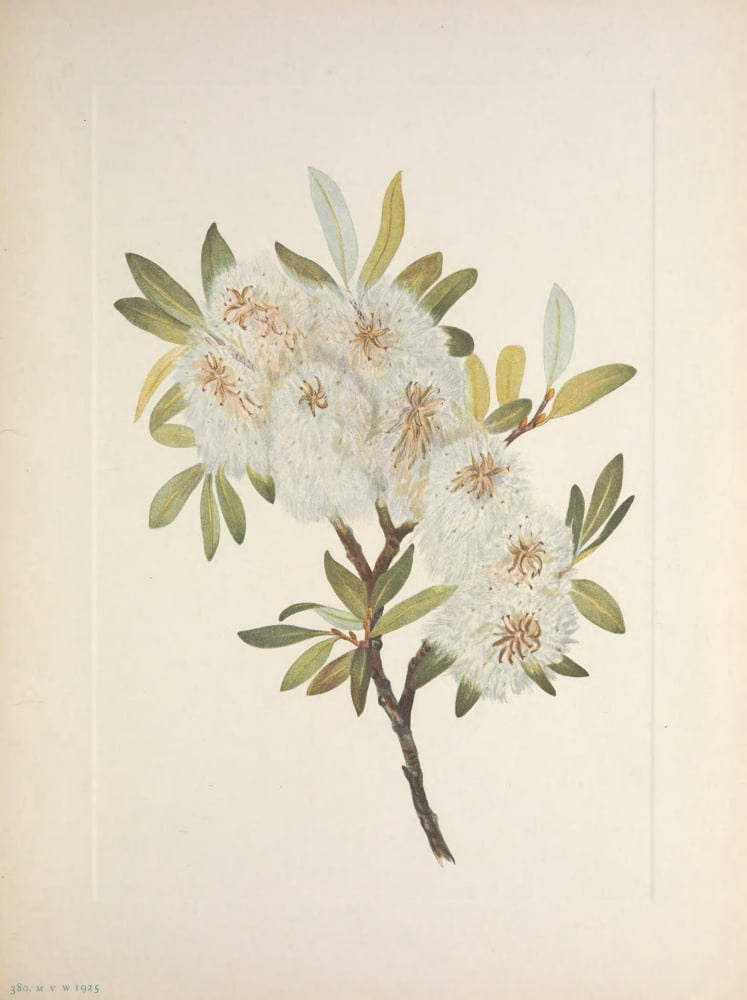 N American Wild Flowers 1925 Drummond Willow Canvas Art - Mary V Walcott (18 x 24)