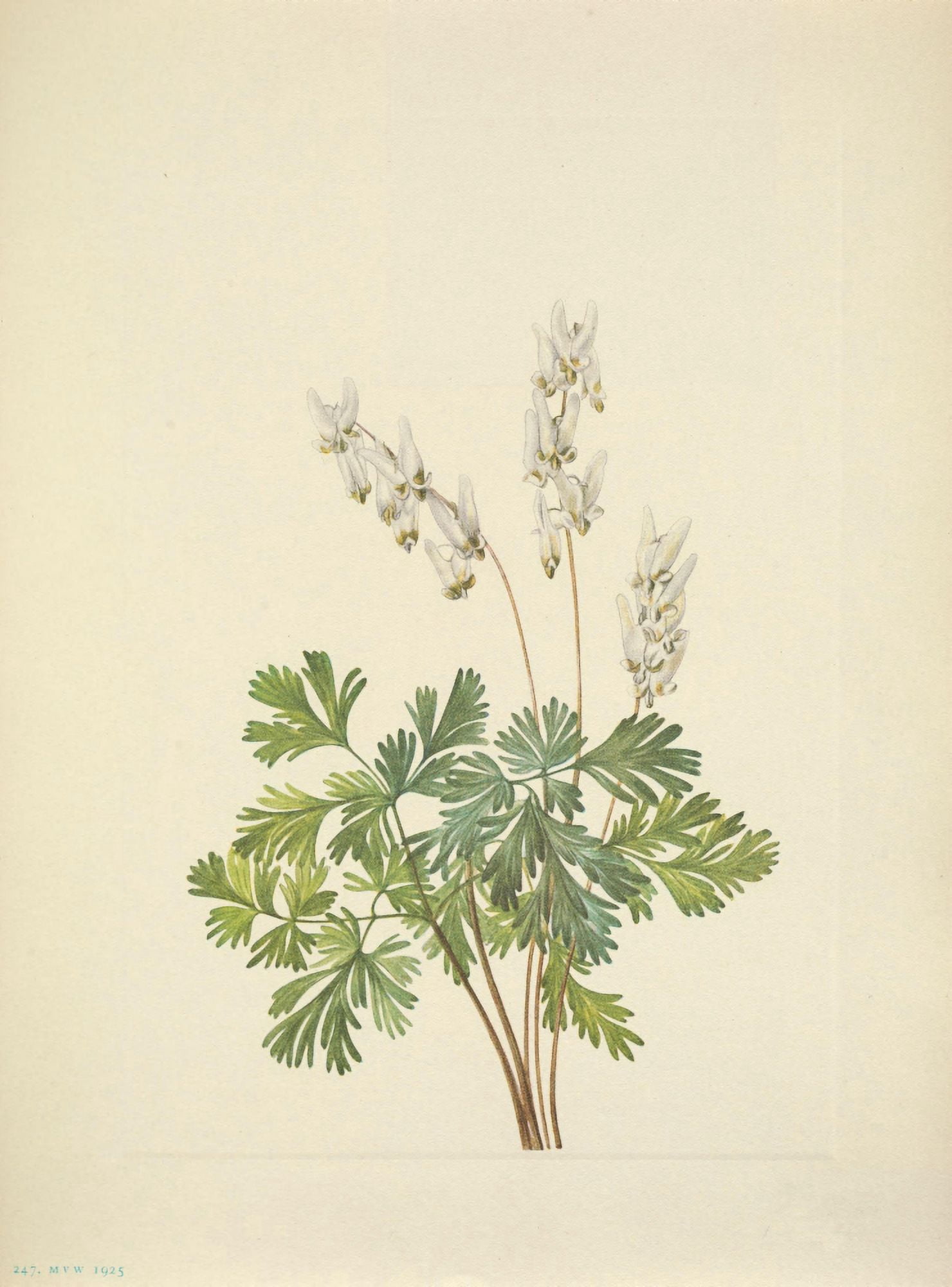 N American Wild Flowers 1925 Dutchmans Breeches Canvas Art - Mary V Walcott (18 x 24)